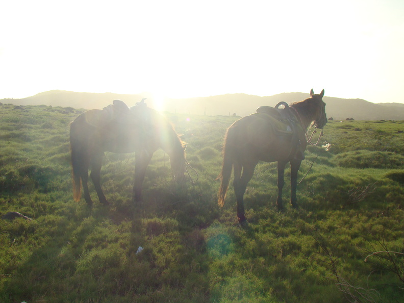 2007 10-Aruba Horses.jpg